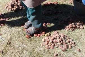 Bevroren en gedroogde aardappels in Peru. Foto: Carsten ten Brink.