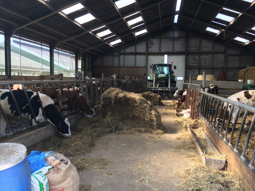 Koeien bij Boerderij van Winden